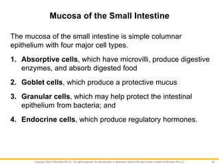 Copyright 2022 © McGraw Hill LLC. All rights reserved. No reproduction or distribution without the prior written consent of McGraw Hill LLC.
Mucosa of the Small Intestine
The mucosa of the small intestine is simple columnar
epithelium with four major cell types.
1. Absorptive cells, which have microvilli, produce digestive
enzymes, and absorb digested food
2. Goblet cells, which produce a protective mucus
3. Granular cells, which may help protect the intestinal
epithelium from bacteria; and
4. Endocrine cells, which produce regulatory hormones.
25
 