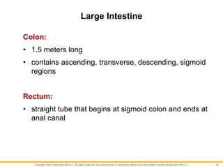 Copyright 2022 © McGraw Hill LLC. All rights reserved. No reproduction or distribution without the prior written consent of McGraw Hill LLC.
Large Intestine
Colon:
• 1.5 meters long
• contains ascending, transverse, descending, sigmoid
regions
Rectum:
• straight tube that begins at sigmoid colon and ends at
anal canal
35
 