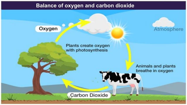ppt-class-7th-science-chapter-17-forests-our-lifeline