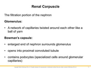 Copyright 2022 © McGraw Hill LLC. All rights reserved. No reproduction or distribution without the prior written consent of McGraw Hill LLC.
Renal Corpuscle
The filtration portion of the nephron
Glomerulus:
• A network of capillaries twisted around each other like a
ball of yarn
Bowman’s capsule:
• enlarged end of nephron surrounds glomerulus
• opens into proximal convoluted tubule
• contains podocytes (specialized cells around glomerular
capillaries)
11
 