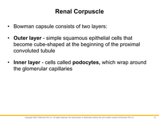 Copyright 2022 © McGraw Hill LLC. All rights reserved. No reproduction or distribution without the prior written consent of McGraw Hill LLC.
Renal Corpuscle
• Bowman capsule consists of two layers:
• Outer layer - simple squamous epithelial cells that
become cube-shaped at the beginning of the proximal
convoluted tubule
• Inner layer - cells called podocytes, which wrap around
the glomerular capillaries
12
 