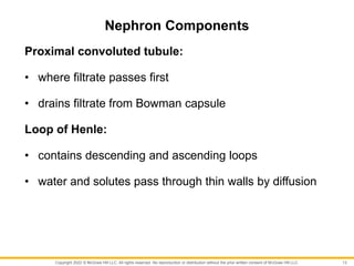 Copyright 2022 © McGraw Hill LLC. All rights reserved. No reproduction or distribution without the prior written consent of McGraw Hill LLC.
Proximal convoluted tubule:
• where filtrate passes first
• drains filtrate from Bowman capsule
Loop of Henle:
• contains descending and ascending loops
• water and solutes pass through thin walls by diffusion
13
Nephron Components
 