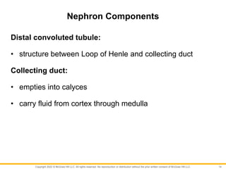 Copyright 2022 © McGraw Hill LLC. All rights reserved. No reproduction or distribution without the prior written consent of McGraw Hill LLC.
Nephron Components
Distal convoluted tubule:
• structure between Loop of Henle and collecting duct
Collecting duct:
• empties into calyces
• carry fluid from cortex through medulla
14
 