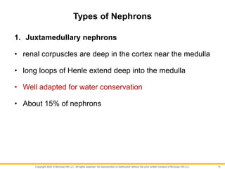 Copyright 2022 © McGraw Hill LLC. All rights reserved. No reproduction or distribution without the prior written consent of McGraw Hill LLC.
Types of Nephrons
1. Juxtamedullary nephrons
• renal corpuscles are deep in the cortex near the medulla
• long loops of Henle extend deep into the medulla
• Well adapted for water conservation
• About 15% of nephrons
15
 