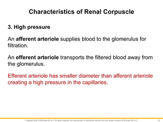 Copyright 2022 © McGraw Hill LLC. All rights reserved. No reproduction or distribution without the prior written consent of McGraw Hill LLC.
Characteristics of Renal Corpuscle
3. High pressure
An afferent arteriole supplies blood to the glomerulus for
filtration.
An efferent arteriole transports the filtered blood away from
the glomerulus.
Efferent arteriole has smaller diameter than afferent arteriole
creating a high pressure in the capillaries.
18
 