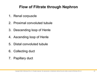 Copyright 2022 © McGraw Hill LLC. All rights reserved. No reproduction or distribution without the prior written consent of McGraw Hill LLC.
Flow of Filtrate through Nephron
1. Renal corpuscle
2. Proximal convoluted tubule
3. Descending loop of Henle
4. Ascending loop of Henle
5. Distal convoluted tubule
6. Collecting duct
7. Papillary duct
20
 