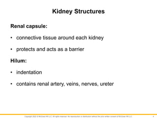 Copyright 2022 © McGraw Hill LLC. All rights reserved. No reproduction or distribution without the prior written consent of McGraw Hill LLC.
Kidney Structures
Renal capsule:
• connective tissue around each kidney
• protects and acts as a barrier
Hilum:
• indentation
• contains renal artery, veins, nerves, ureter
4
 