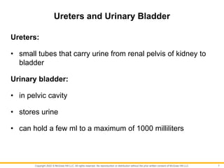 Copyright 2022 © McGraw Hill LLC. All rights reserved. No reproduction or distribution without the prior written consent of McGraw Hill LLC.
Ureters and Urinary Bladder
Ureters:
• small tubes that carry urine from renal pelvis of kidney to
bladder
Urinary bladder:
• in pelvic cavity
• stores urine
• can hold a few ml to a maximum of 1000 milliliters
7
 