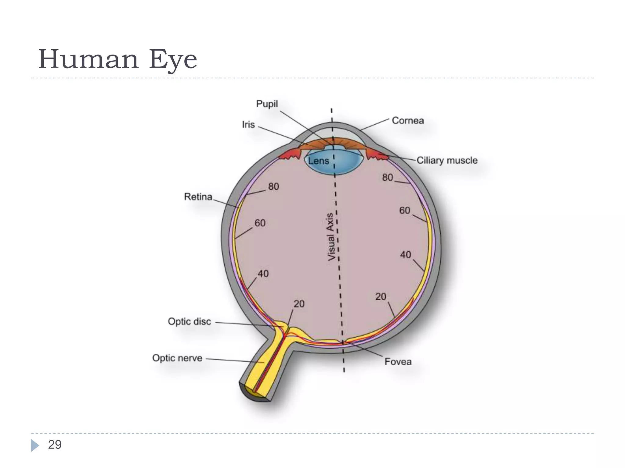 Human Eye
29
 