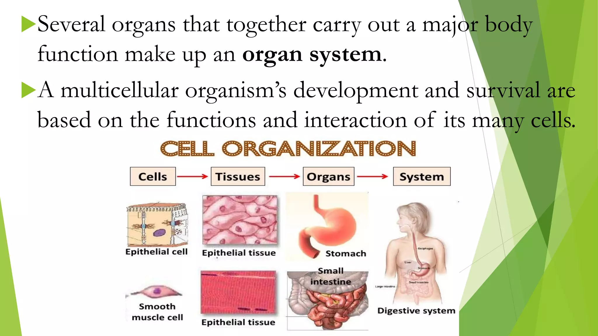 Several organs that together carry out a major body
function make up an organ system.
A multicellular organism’s development and survival are
based on the functions and interaction of its many cells.
 