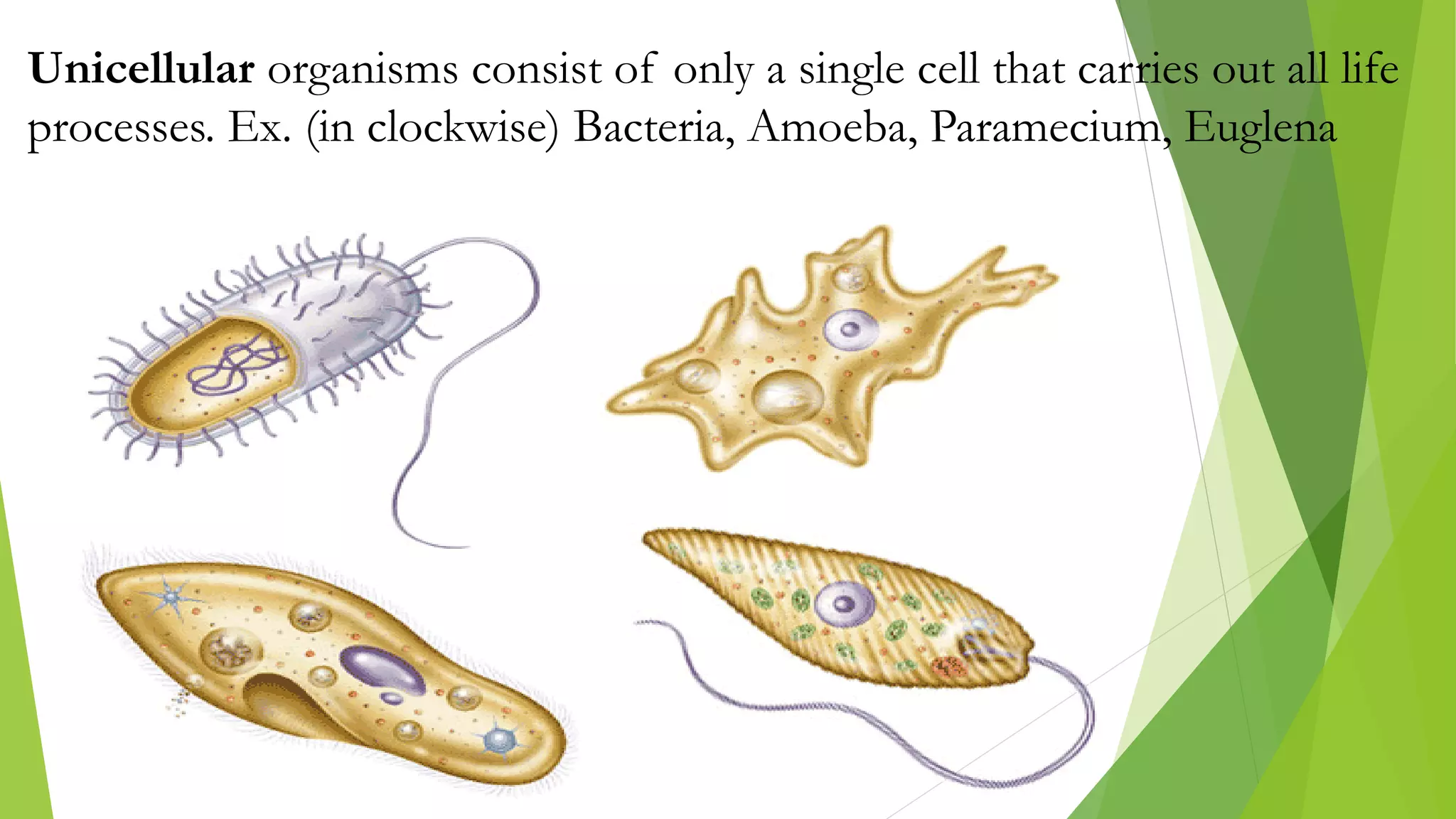 Unicellular organisms consist of only a single cell that carries out all life
processes. Ex. (in clockwise) Bacteria, Amoeba, Paramecium, Euglena
 