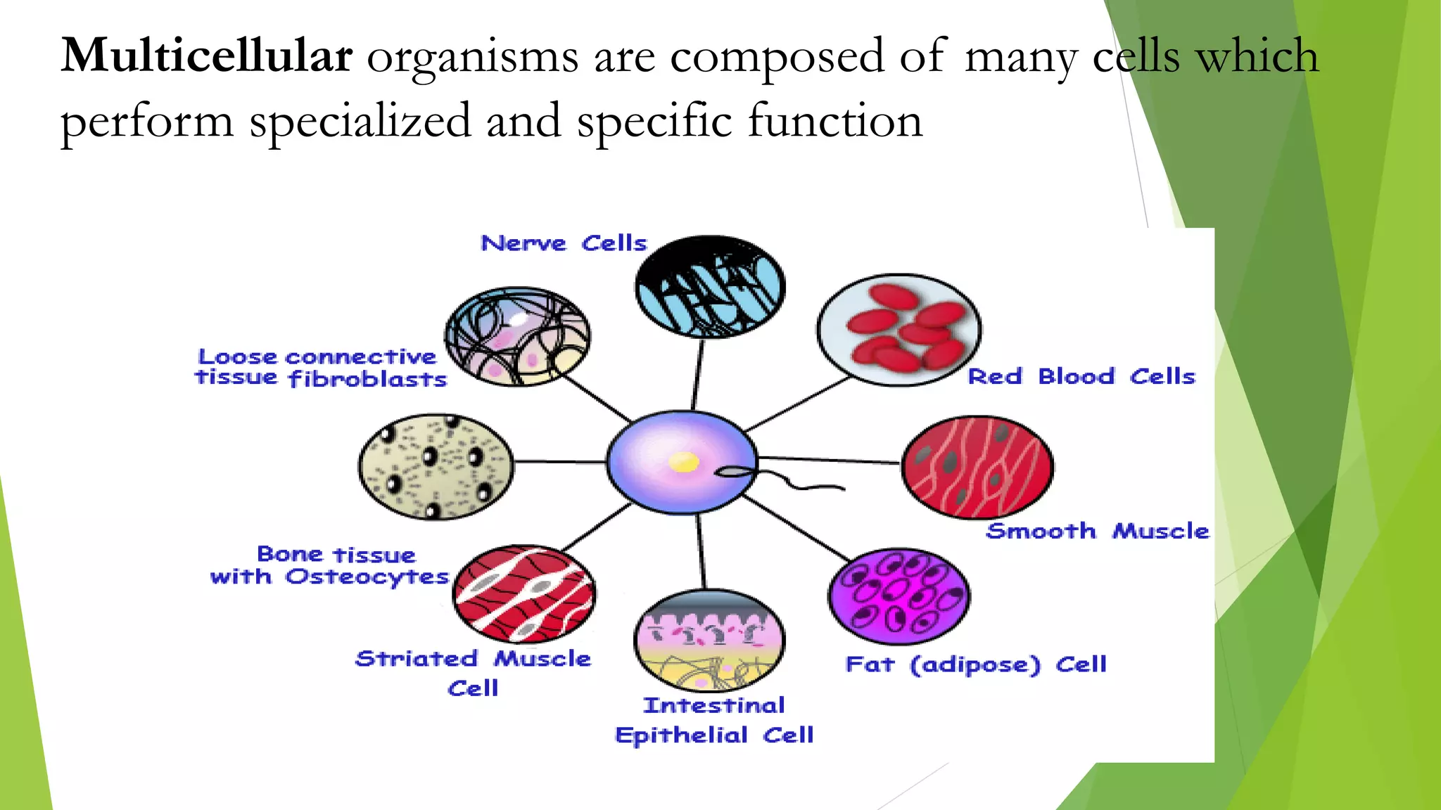 Multicellular organisms are composed of many cells which
perform specialized and specific function
 