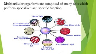 Introduction to Life Science and The Theories on the Origin of Life | PDF