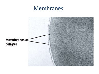 Membranes
 