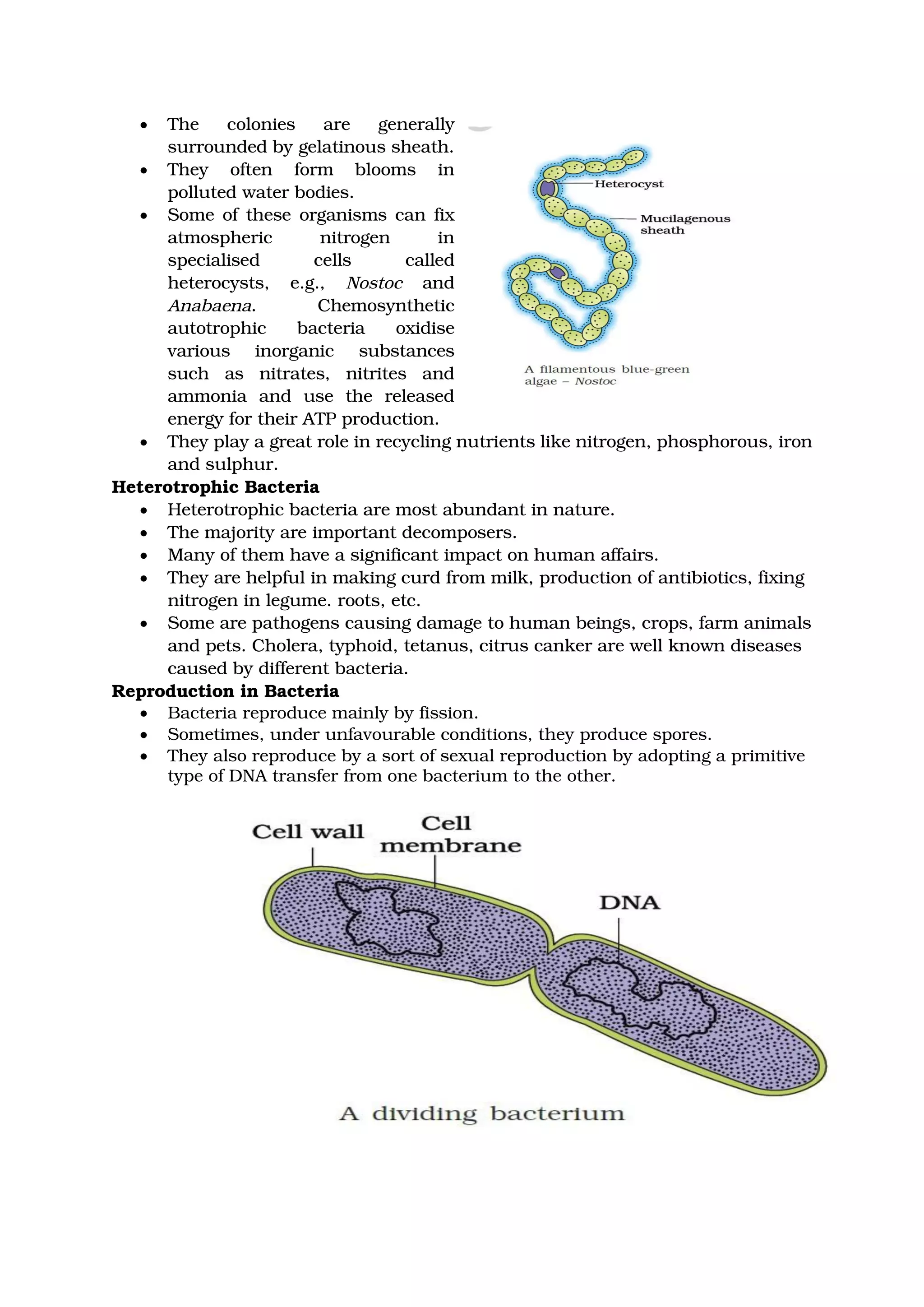 • The colonies are generally
surrounded by gelatinous sheath.
• They often form blooms in
polluted water bodies.
• Some of these organisms can fix
atmospheric nitrogen in
specialised cells called
heterocysts, e.g., Nostoc and
Anabaena. Chemosynthetic
autotrophic bacteria oxidise
various inorganic substances
such as nitrates, nitrites and
ammonia and use the released
energy for their ATP production.
• They play a great role in recycling nutrients like nitrogen, phosphorous, iron
and sulphur.
Heterotrophic Bacteria
• Heterotrophic bacteria are most abundant in nature.
• The majority are important decomposers.
• Many of them have a significant impact on human affairs.
• They are helpful in making curd from milk, production of antibiotics, fixing
nitrogen in legume. roots, etc.
• Some are pathogens causing damage to human beings, crops, farm animals
and pets. Cholera, typhoid, tetanus, citrus canker are well known diseases
caused by different bacteria.
Reproduction in Bacteria
• Bacteria reproduce mainly by fission.
• Sometimes, under unfavourable conditions, they produce spores.
• They also reproduce by a sort of sexual reproduction by adopting a primitive
type of DNA transfer from one bacterium to the other.
 