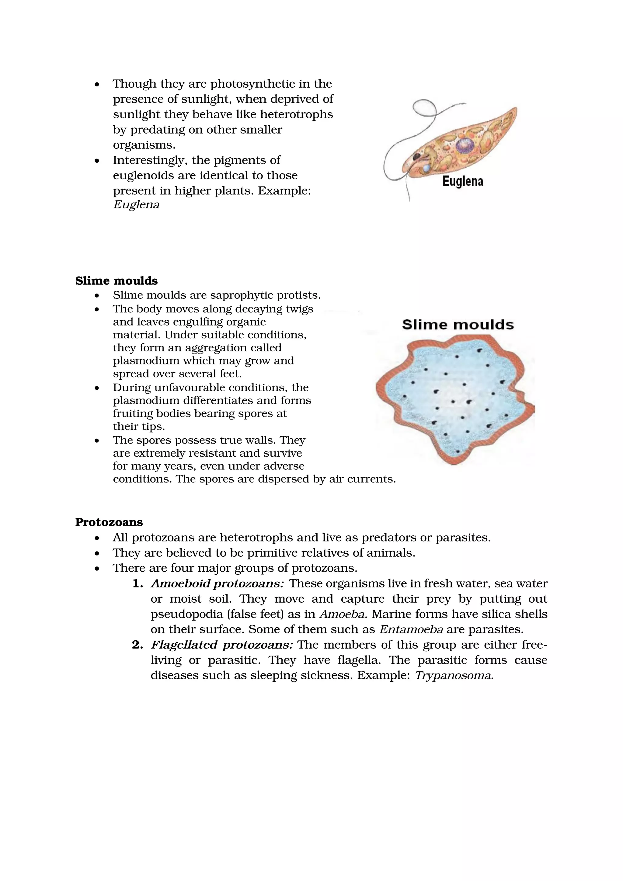 • Though they are photosynthetic in the
presence of sunlight, when deprived of
sunlight they behave like heterotrophs
by predating on other smaller
organisms.
• Interestingly, the pigments of
euglenoids are identical to those
present in higher plants. Example:
Euglena
Slime moulds
• Slime moulds are saprophytic protists.
• The body moves along decaying twigs
and leaves engulfing organic
material. Under suitable conditions,
they form an aggregation called
plasmodium which may grow and
spread over several feet.
• During unfavourable conditions, the
plasmodium differentiates and forms
fruiting bodies bearing spores at
their tips.
• The spores possess true walls. They
are extremely resistant and survive
for many years, even under adverse
conditions. The spores are dispersed by air currents.
Protozoans
• All protozoans are heterotrophs and live as predators or parasites.
• They are believed to be primitive relatives of animals.
• There are four major groups of protozoans.
1. Amoeboid protozoans: These organisms live in fresh water, sea water
or moist soil. They move and capture their prey by putting out
pseudopodia (false feet) as in Amoeba. Marine forms have silica shells
on their surface. Some of them such as Entamoeba are parasites.
2. Flagellated protozoans: The members of this group are either free-
living or parasitic. They have flagella. The parasitic forms cause
diseases such as sleeping sickness. Example: Trypanosoma.
 