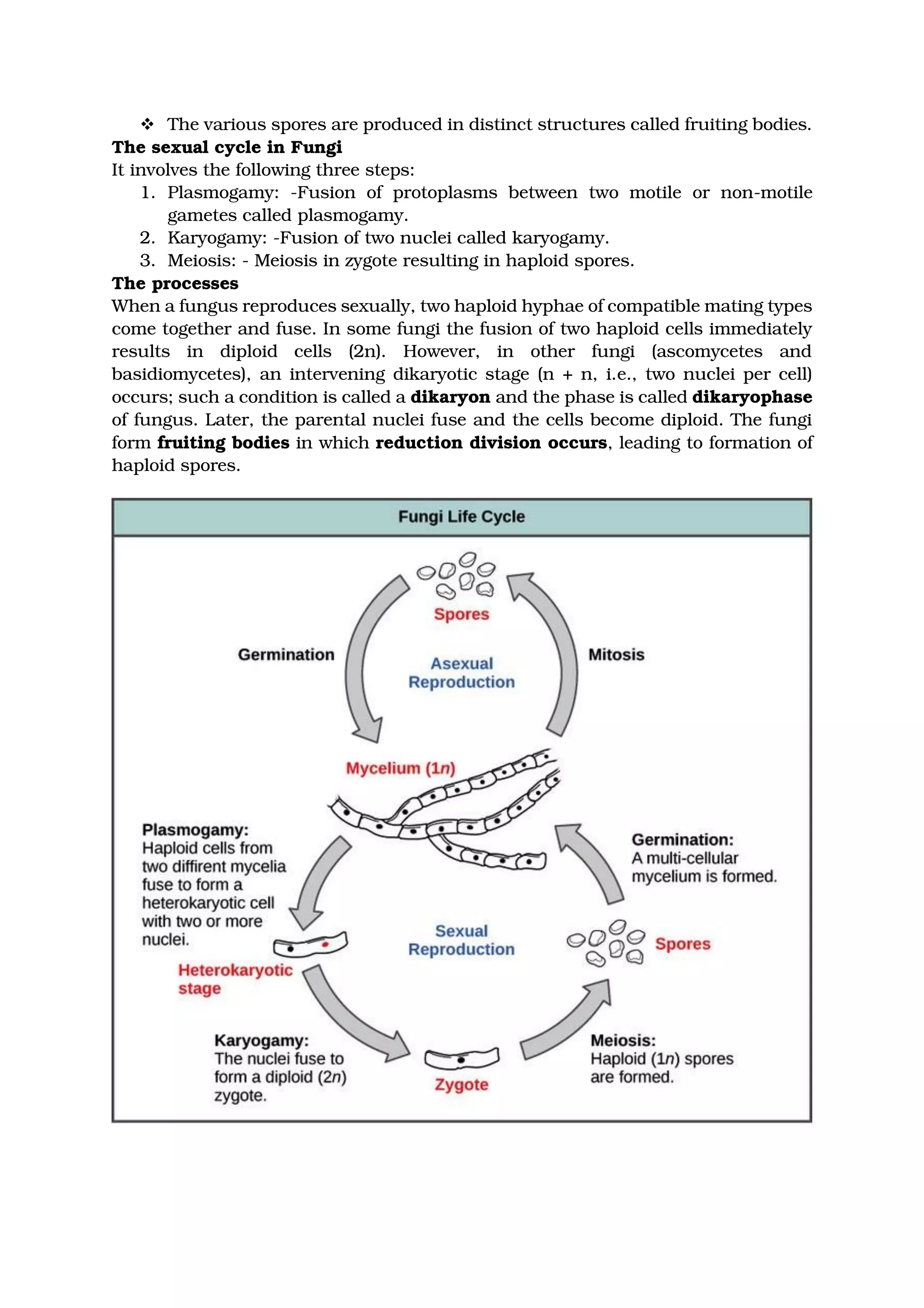 ❖ The various spores are produced in distinct structures called fruiting bodies.
The sexual cycle in Fungi
It involves the following three steps:
1. Plasmogamy: -Fusion of protoplasms between two motile or non-motile
gametes called plasmogamy.
2. Karyogamy: -Fusion of two nuclei called karyogamy.
3. Meiosis: - Meiosis in zygote resulting in haploid spores.
The processes
When a fungus reproduces sexually, two haploid hyphae of compatible mating types
come together and fuse. In some fungi the fusion of two haploid cells immediately
results in diploid cells (2n). However, in other fungi (ascomycetes and
basidiomycetes), an intervening dikaryotic stage (n + n, i.e., two nuclei per cell)
occurs; such a condition is called a dikaryon and the phase is called dikaryophase
of fungus. Later, the parental nuclei fuse and the cells become diploid. The fungi
form fruiting bodies in which reduction division occurs, leading to formation of
haploid spores.
 
