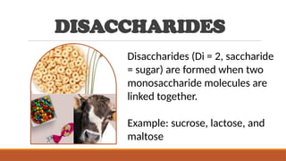DISACCHARIDES
Disaccharides (Di = 2, saccharide
= sugar) are formed when two
monosaccharide molecules are
linked together.
Example: sucrose, lactose, and
maltose
 
