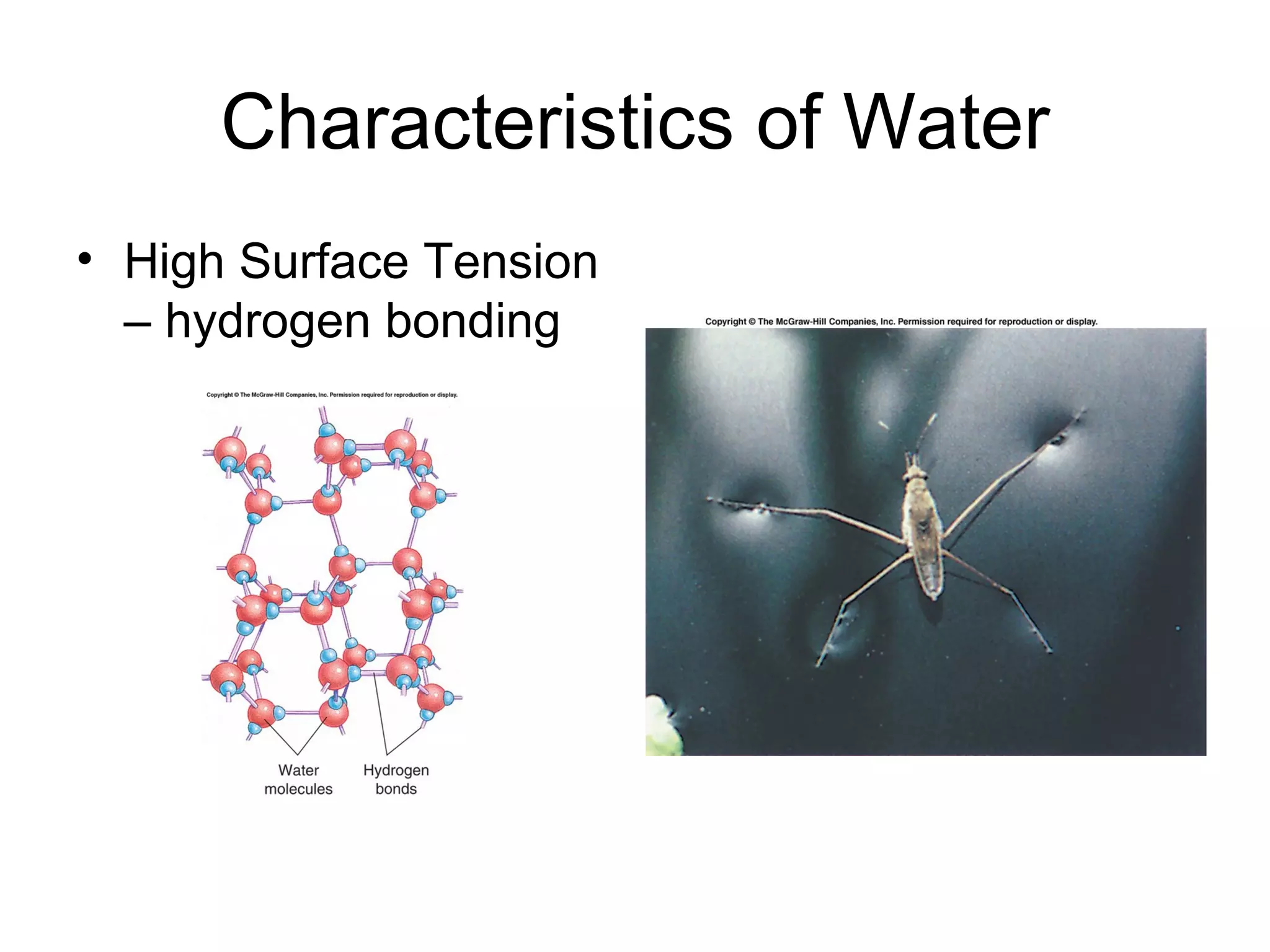 Characteristics of Water High Surface Tension – hydrogen bonding  