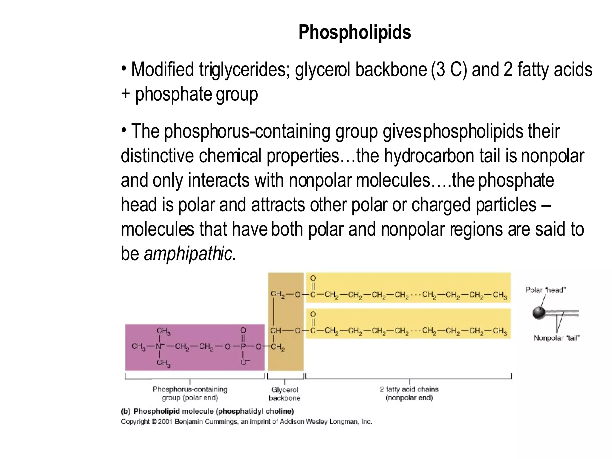 Phospholipids  Modified triglycerides; glycerol backbone (3 C) and 2 fatty acids + phosphate group  The phosphorus-containing group gives phospholipids their distinctive chemical properties…the hydrocarbon tail is nonpolar and only interacts with nonpolar molecules….the phosphate head is polar and attracts other polar or charged particles – molecules that have both polar and nonpolar regions are said to be  amphipathic.  