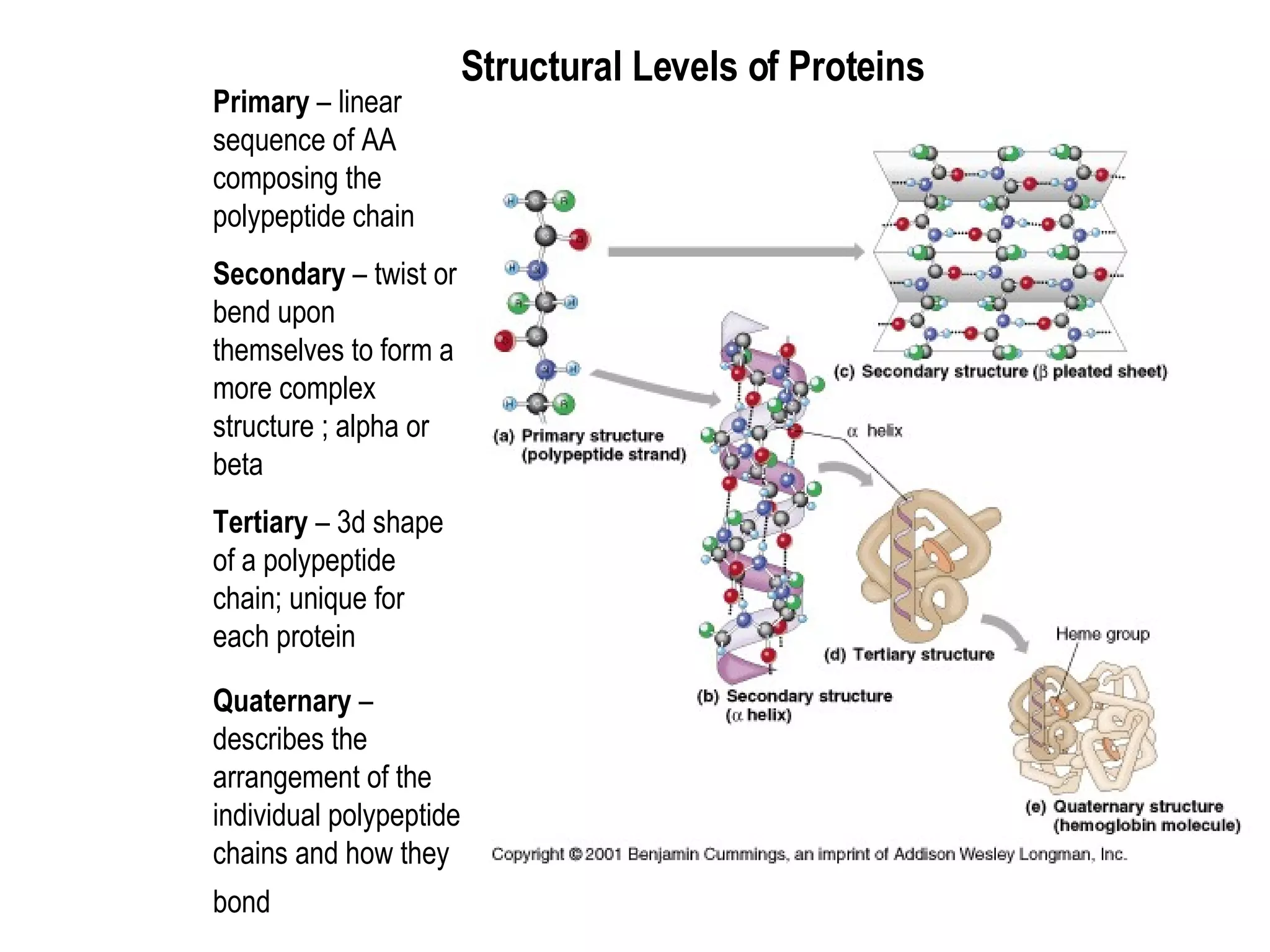 Structural Levels of Proteins Primary  – linear sequence of AA composing the polypeptide chain  Secondary  – twist or bend upon themselves to form a more complex structure ; alpha or beta  Tertiary  – 3d shape of a polypeptide chain; unique for each protein  Quaternary  – describes the arrangement of the individual polypeptide chains and how they bond   