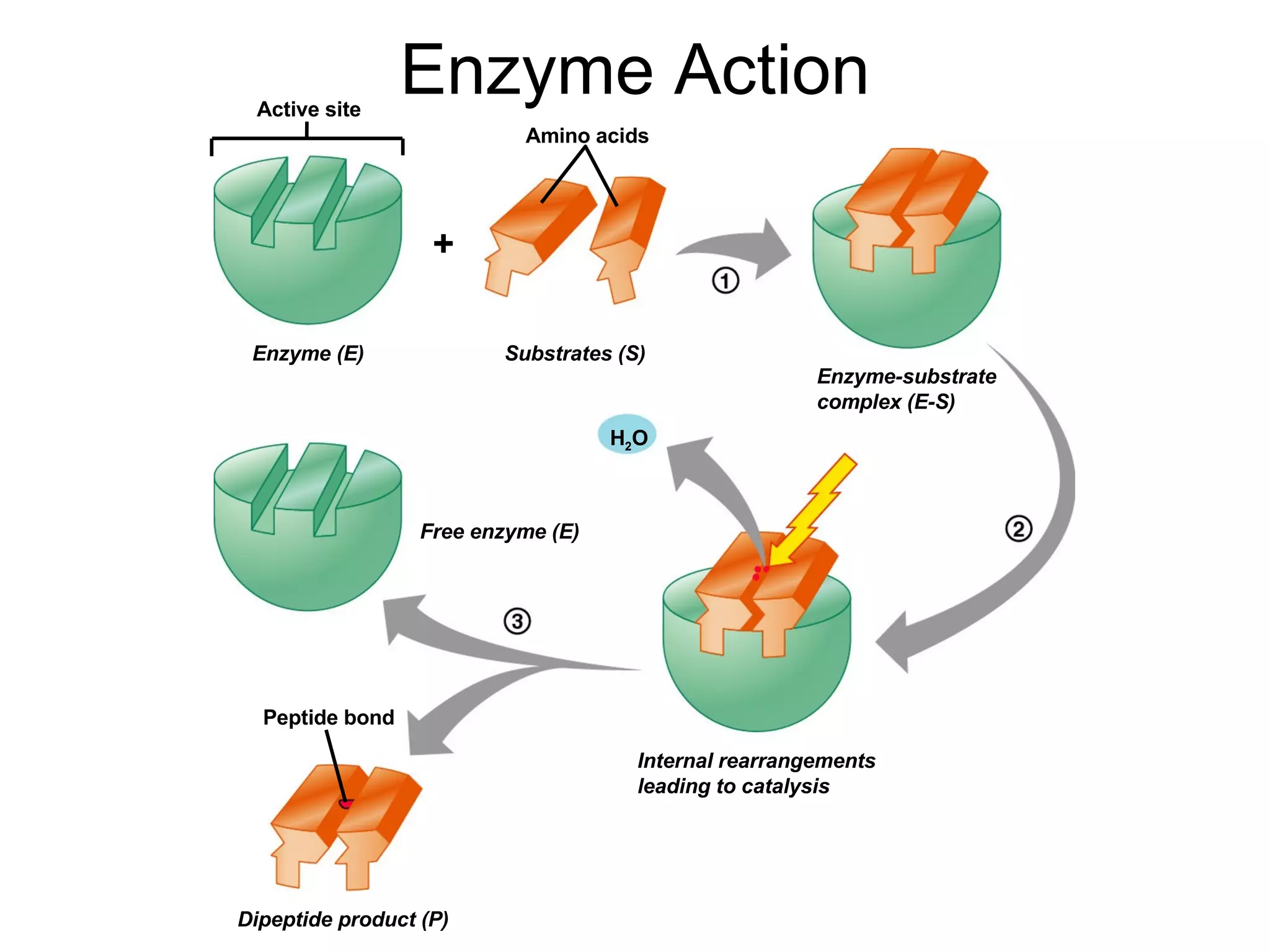 Enzyme Action Active site Amino acids Enzyme (E) Enzyme-substrate complex (E-S) Internal rearrangements leading to catalysis Dipeptide product (P) Free enzyme (E) Substrates (S) Peptide bond H 2 O + 