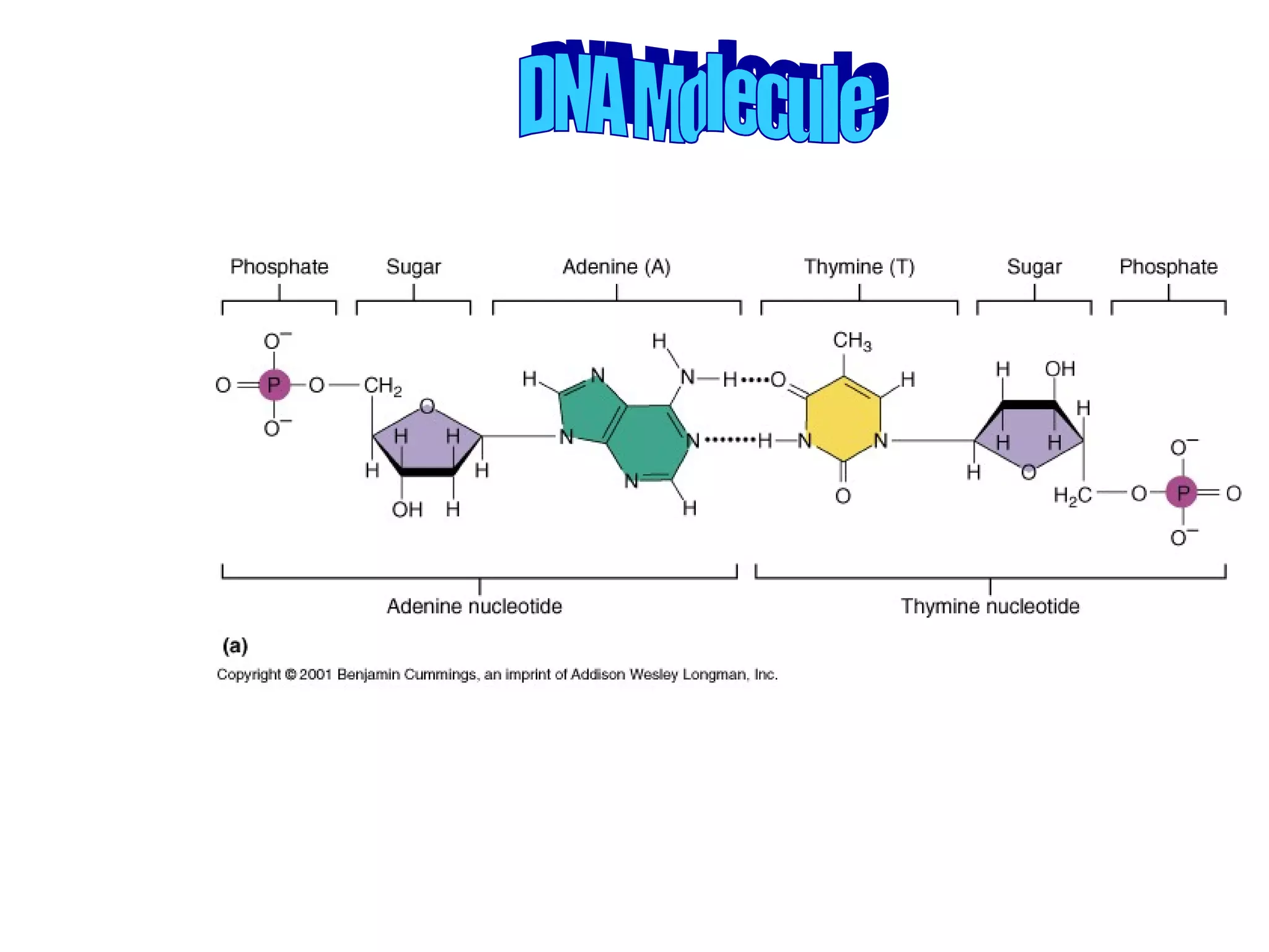 DNA Molecule 