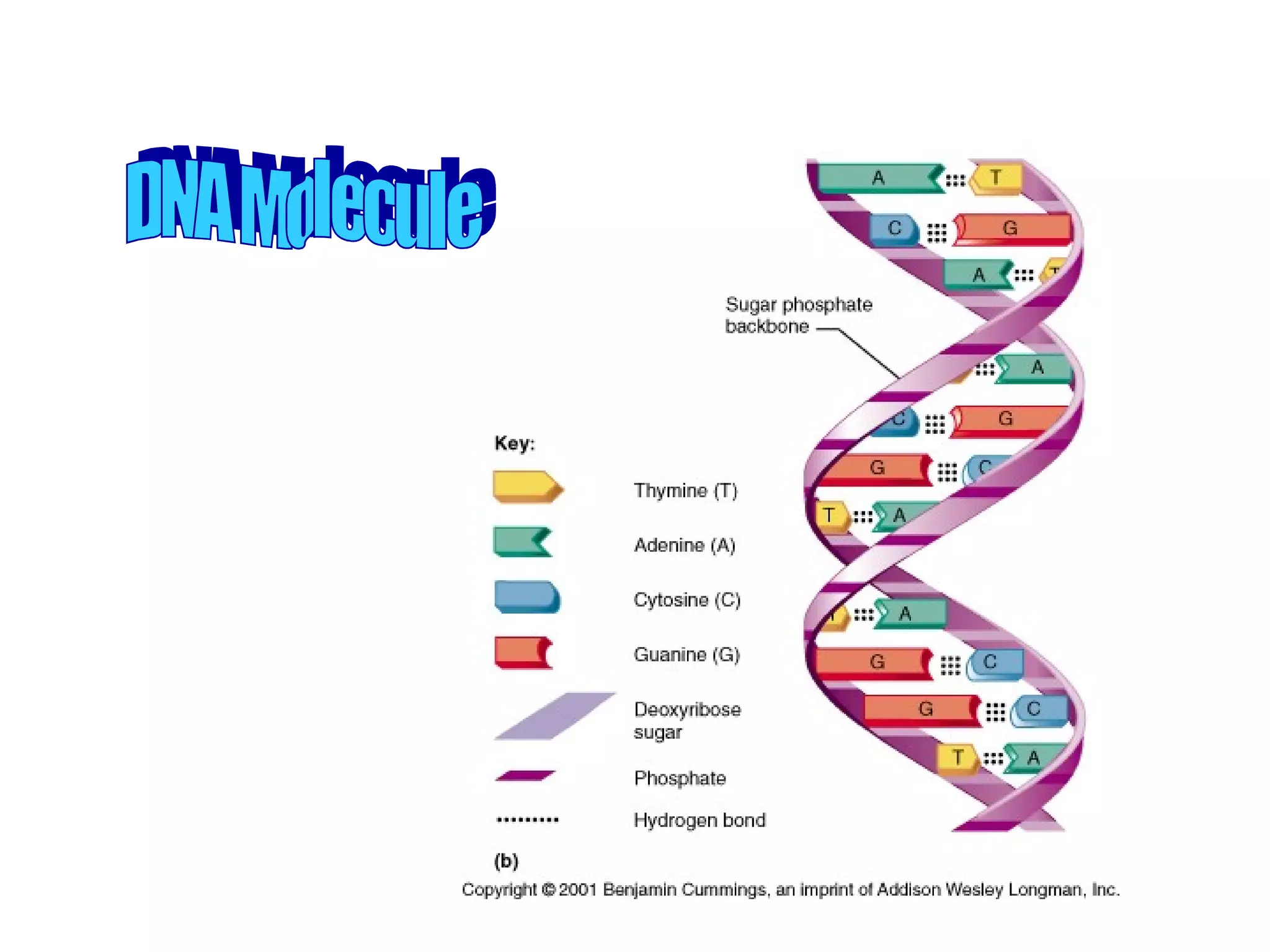 DNA Molecule 