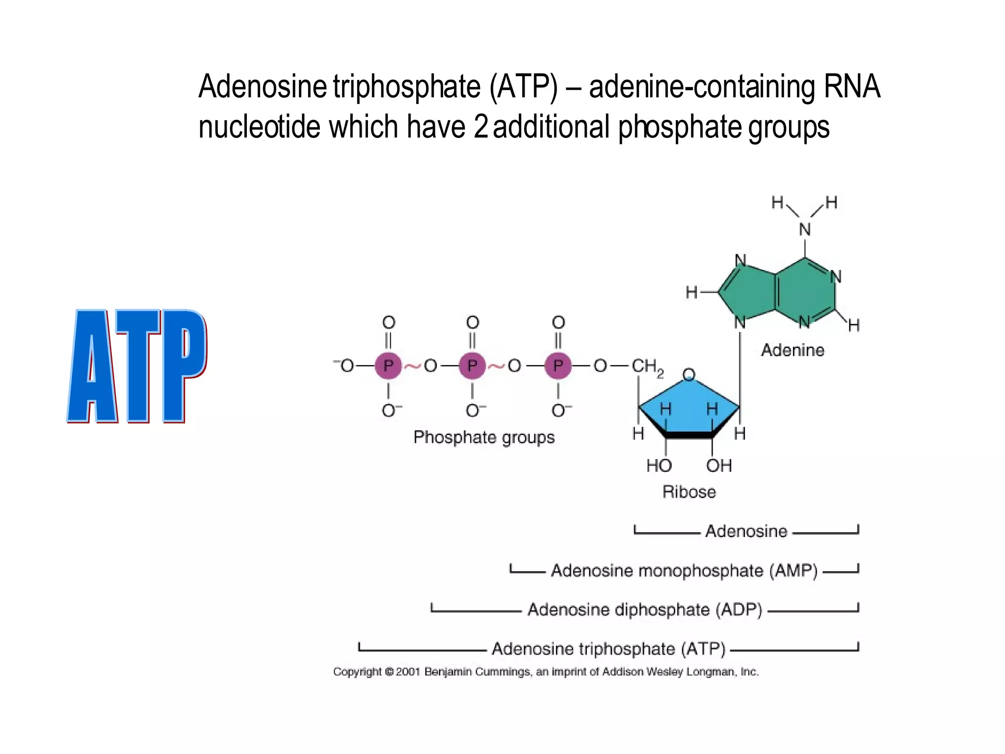 Adenosine triphosphate (ATP) – adenine-containing RNA nucleotide which have 2 additional phosphate groups ATP 