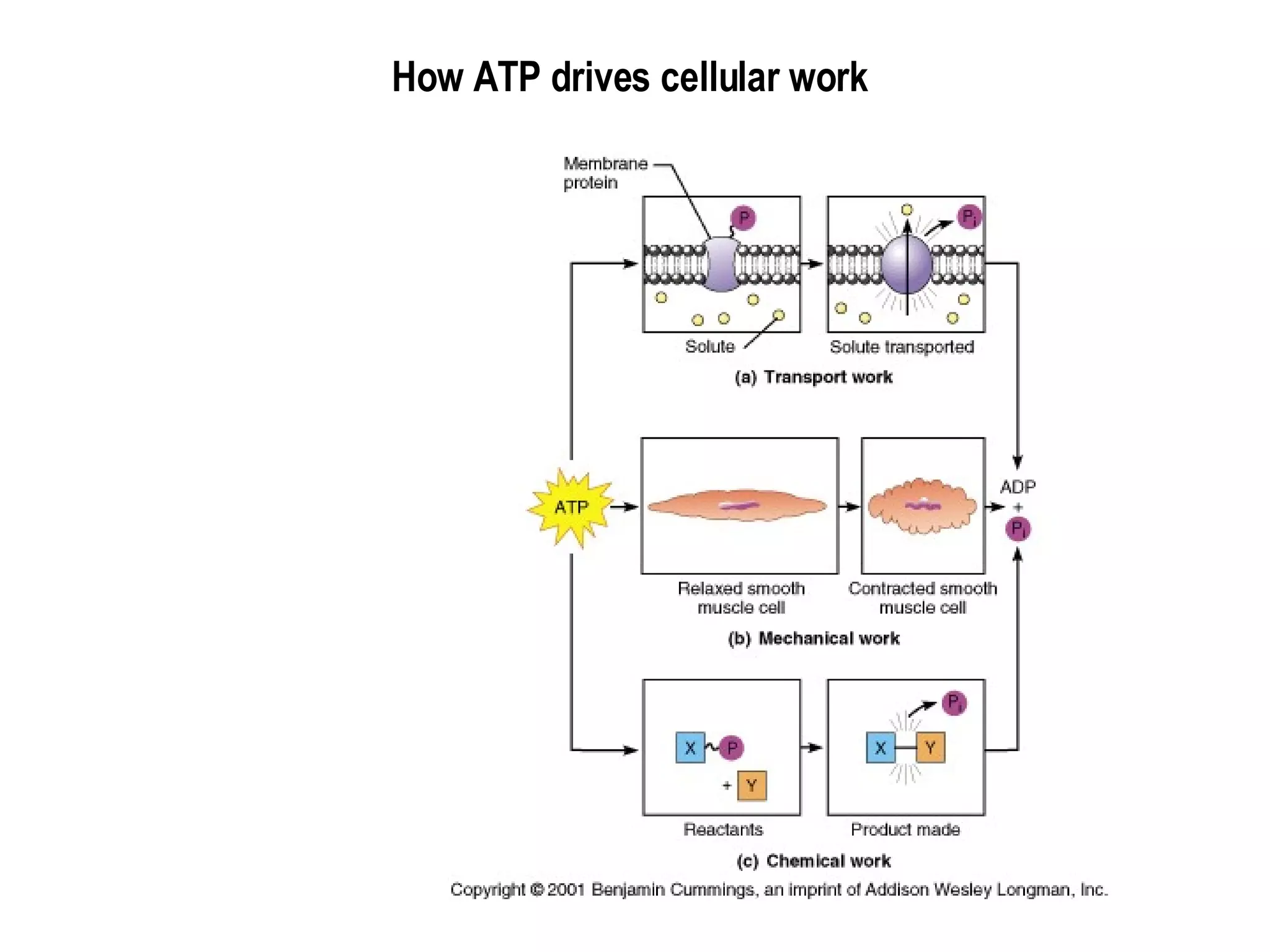 How ATP drives cellular work 