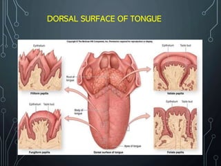 DORSAL SURFACE OF TONGUE
 