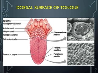 DORSAL SURFACE OF TONGUE
 