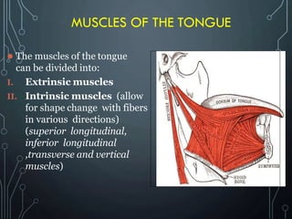 MUSCLES OF THE TONGUE
 The muscles of the tongue
can be divided into:
I. Extrinsic muscles
II. Intrinsic muscles (allow
for shape change with fibers
in various directions)
(superior longitudinal,
inferior longitudinal
,transverse and vertical
muscles)
 
