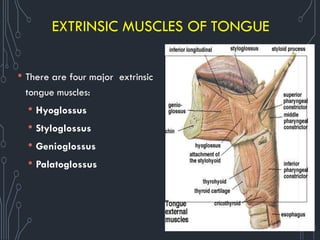 EXTRINSIC MUSCLES OF TONGUE
• There are four major extrinsic
tongue muscles:
• Hyoglossus
• Styloglossus
• Genioglossus
• Palatoglossus
 