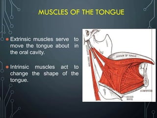 MUSCLES OF THE TONGUE
 Extrinsic muscles serve to
move the tongue about in
the oral cavity.
 Intrinsic muscles act to
change the shape of the
tongue.
 