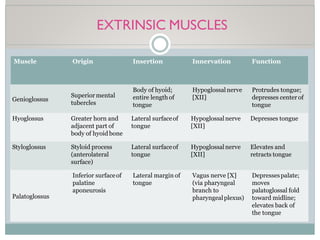 EXTRINSIC MUSCLES
Muscle Origin Insertion Innervation Function
Genioglossus
Superiormental
tubercles
Body of hyoid;
entire lengthof
tongue
Hypoglossalnerve
[XII]
Protrudes tongue;
depresses center of
tongue
Hyoglossus Greater horn and
adjacent part of
body of hyoid bone
Lateral surfaceof
tongue
Hypoglossalnerve
[XII]
Depresses tongue
Styloglossus Styloid process
(anterolateral
surface)
Lateral surfaceof
tongue
Hypoglossalnerve
[XII]
Elevates and
retracts tongue
Palatoglossus
Inferior surfaceof
palatine
aponeurosis
Lateral margin of
tongue
Vagus nerve [X]
(via pharyngeal
branch to
pharyngealplexus)
Depressespalate;
moves
palatoglossal fold
toward midline;
elevates back of
the tongue
 