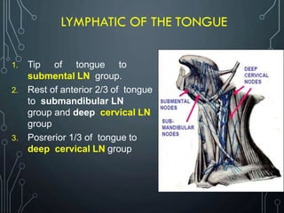 LYMPHATIC OF THE TONGUE
1. Tip of tongue to
submental LN group.
2. Rest of anterior 2/3 of tongue
to submandibular LN
group and deep cervical LN
group
3. Posrerior 1/3 of tongue to
deep cervical LN group
 