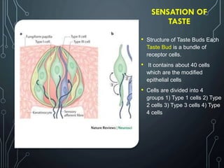 SENSATION OF
TASTE
• Structure of Taste Buds Each
Taste Bud is a bundle of
receptor cells.
• It contains about 40 cells
which are the modified
epithelial cells
• Cells are divided into 4
groups 1) Type 1 cells 2) Type
2 cells 3) Type 3 cells 4) Type
4 cells
 