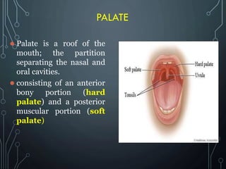 PALATE
 Palate is a roof of the
mouth; the partition
separating the nasal and
oral cavities.
 consisting of an anterior
bony portion (hard
palate) and a posterior
muscular portion (soft
palate)
 