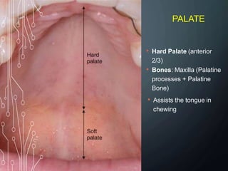 PALATE
• Hard Palate (anterior
2/3)
• Bones: Maxilla (Palatine
processes + Palatine
Bone)
• Assists the tongue in
chewing
 