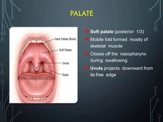 PALATE
 Soft palate (posterior 1/3)
 Mobile fold formed mostly of
skeletal muscle
 Closes off the nasopharynx
during swallowing
 Uvula projects downward from
its free edge
 