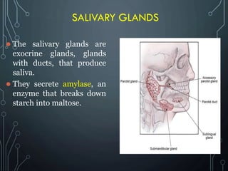 SALIVARY GLANDS
 The salivary glands are
exocrine glands, glands
with ducts, that produce
saliva.
 They secrete amylase, an
enzyme that breaks down
starch into maltose.
 