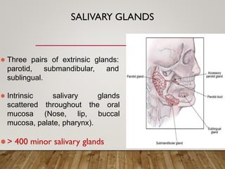 SALIVARY GLANDS
 Three pairs of extrinsic glands:
parotid, submandibular, and
sublingual.
 Intrinsic salivary glands
scattered throughout the oral
mucosa (Nose, lip, buccal
mucosa, palate, pharynx).
 > 400 minor salivary glands
 