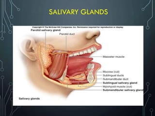 SALIVARY GLANDS
 