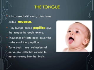 THE TONGUE
• It is covered with moist, pink tissue
called mucosa.
• Tiny bumps called papillae give
the tongue its rough texture.
• Thousands of taste buds cover the
surfaces of the papillae.
• Taste buds are collections of
nerve-like cells that connect to
nerves running into the brain.
 