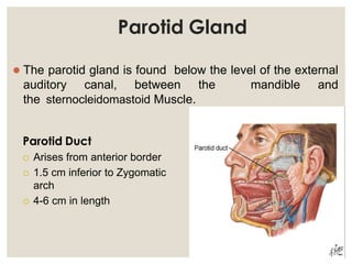 Parotid Gland
 The parotid gland is found below the level of the external
auditory canal, between the mandible and
the sternocleidomastoid Muscle.
Parotid Duct
 Arises from anterior border
 1.5 cm inferior to Zygomatic
arch
 4-6 cm in length
 