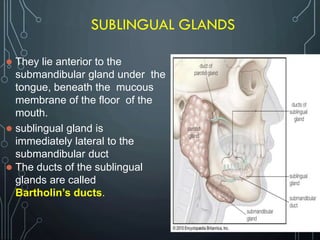 SUBLINGUAL GLANDS
 They lie anterior to the
submandibular gland under the
tongue, beneath the mucous
membrane of the floor of the
mouth.
 sublingual gland is
immediately lateral to the
submandibular duct
 The ducts of the sublingual
glands are called
Bartholin’s ducts.
 