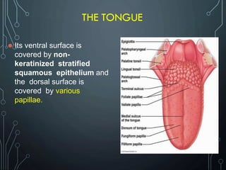 THE TONGUE
 Its ventral surface is
covered by non-
keratinized stratified
squamous epithelium and
the dorsal surface is
covered by various
papillae.
 