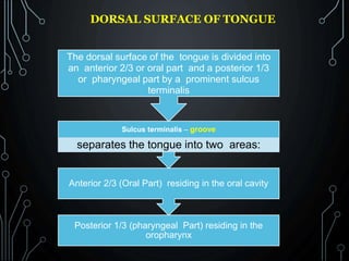 DORSAL SURFACE OF TONGUE
Posterior 1/3 (pharyngeal Part) residing in the
oropharynx
Anterior 2/3 (Oral Part) residing in the oral cavity
Sulcus terminalis – groove
separates the tongue into two areas:
The dorsal surface of the tongue is divided into
an anterior 2/3 or oral part and a posterior 1/3
or pharyngeal part by a prominent sulcus
terminalis
 