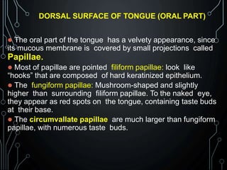 DORSAL SURFACE OF TONGUE (ORAL PART)
 The oral part of the tongue has a velvety appearance, since
its mucous membrane is covered by small projections called
Papillae.
 Most of papillae are pointed filiform papillae: look like
“hooks” that are composed of hard keratinized epithelium.
 The fungiform papillae: Mushroom-shaped and slightly
higher than surrounding filiform papillae. To the naked eye,
they appear as red spots on the tongue, containing taste buds
at their base.
 The circumvallate papillae are much larger than fungiform
papillae, with numerous taste buds.
 